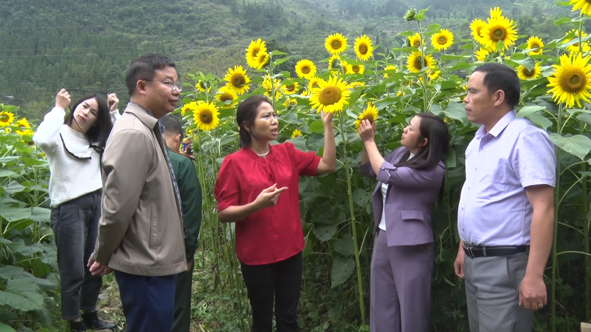 Hội nghị Tổng kết Thực hiện mô hình Thí điểm trồng hoa hướng dương phát triển du lịch  huyện vùng cao