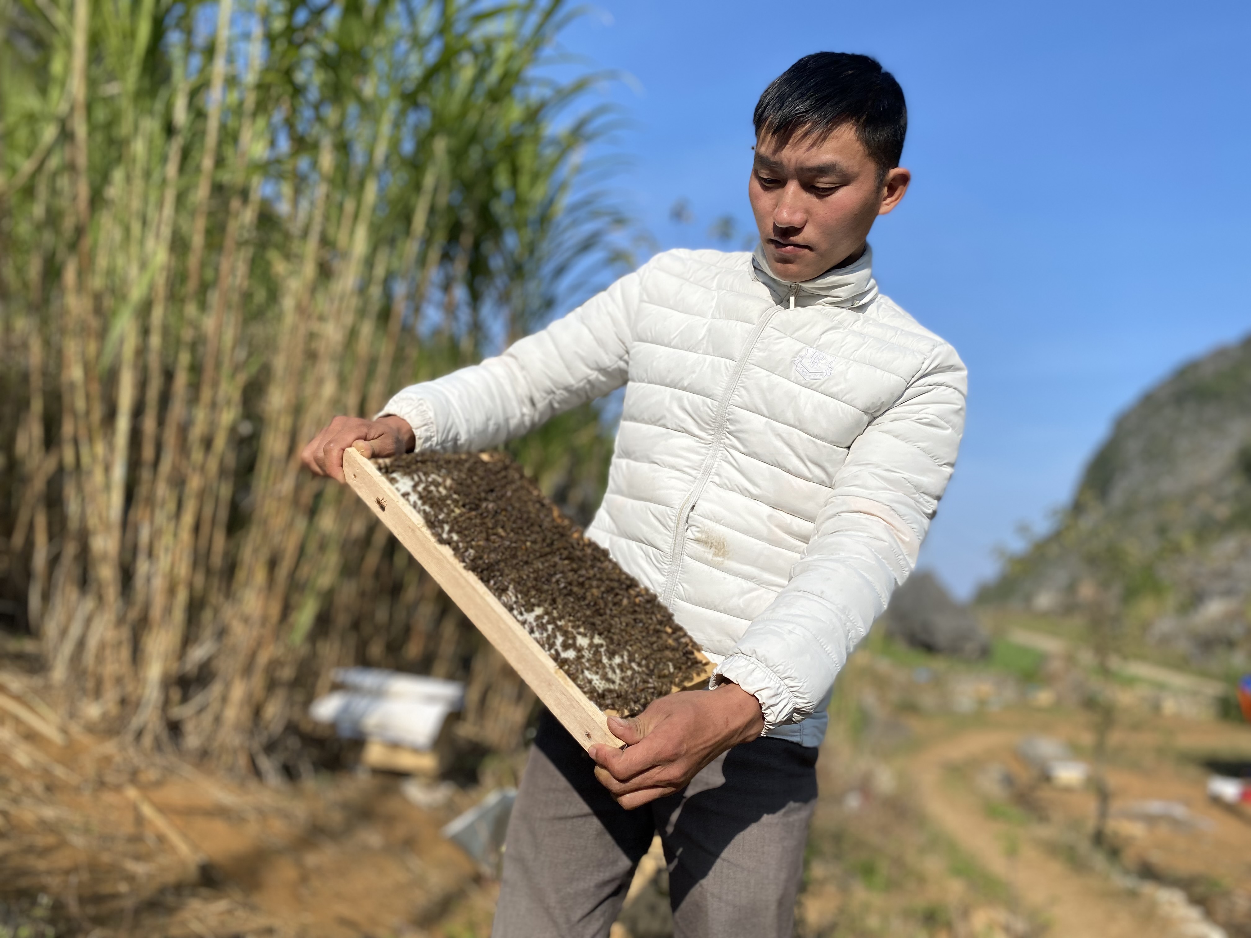 Đồng Văn: Hiệu quả kinh tế cao từ mô hình nuôi ong lấy mật