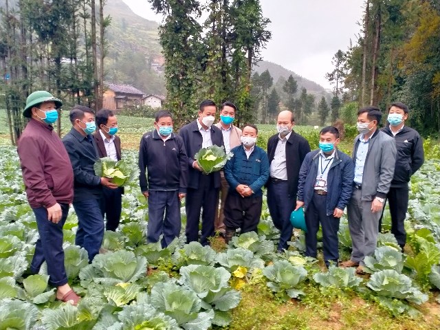 Lãnh đạo UBND tỉnh kiểm tra mô hình trồng rau bắp cải tại xã Sảng Tủng