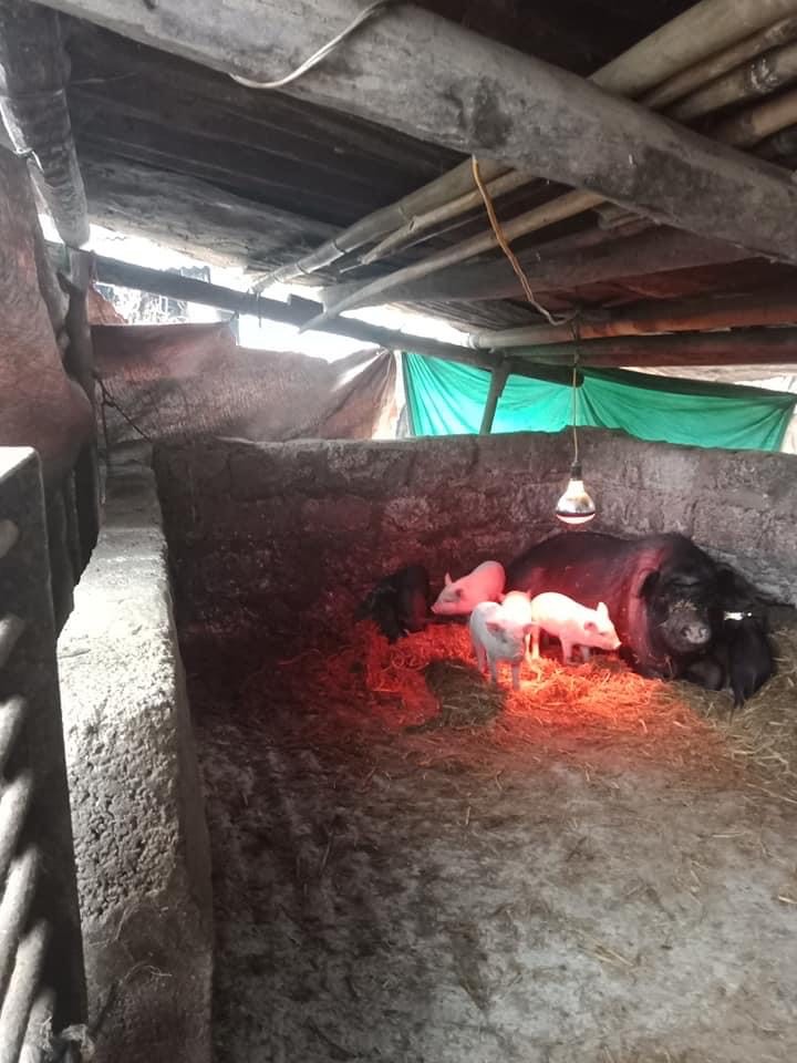 Bên cạnh công tác phòng chống dịch bệnh Covid – 19 UBND thị trấn Phố Bảng đã kịp thời chỉ đạo triển khai công tác phòng chống đói, rét cho đàn gia súc
