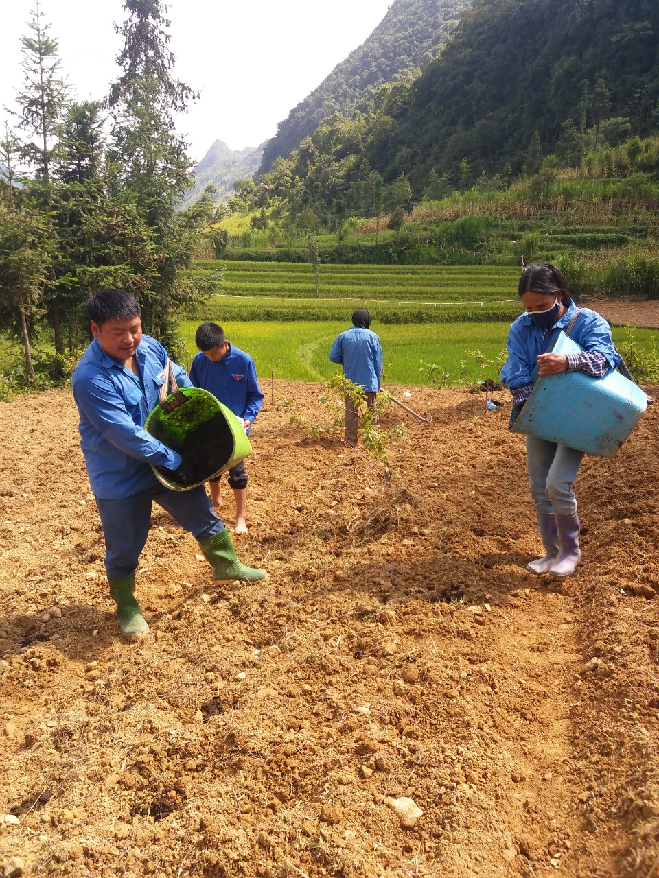 Đoàn thanh niên thị trấn Phố Bảng cùng hộ gia đình chăm sóc vườn tạp