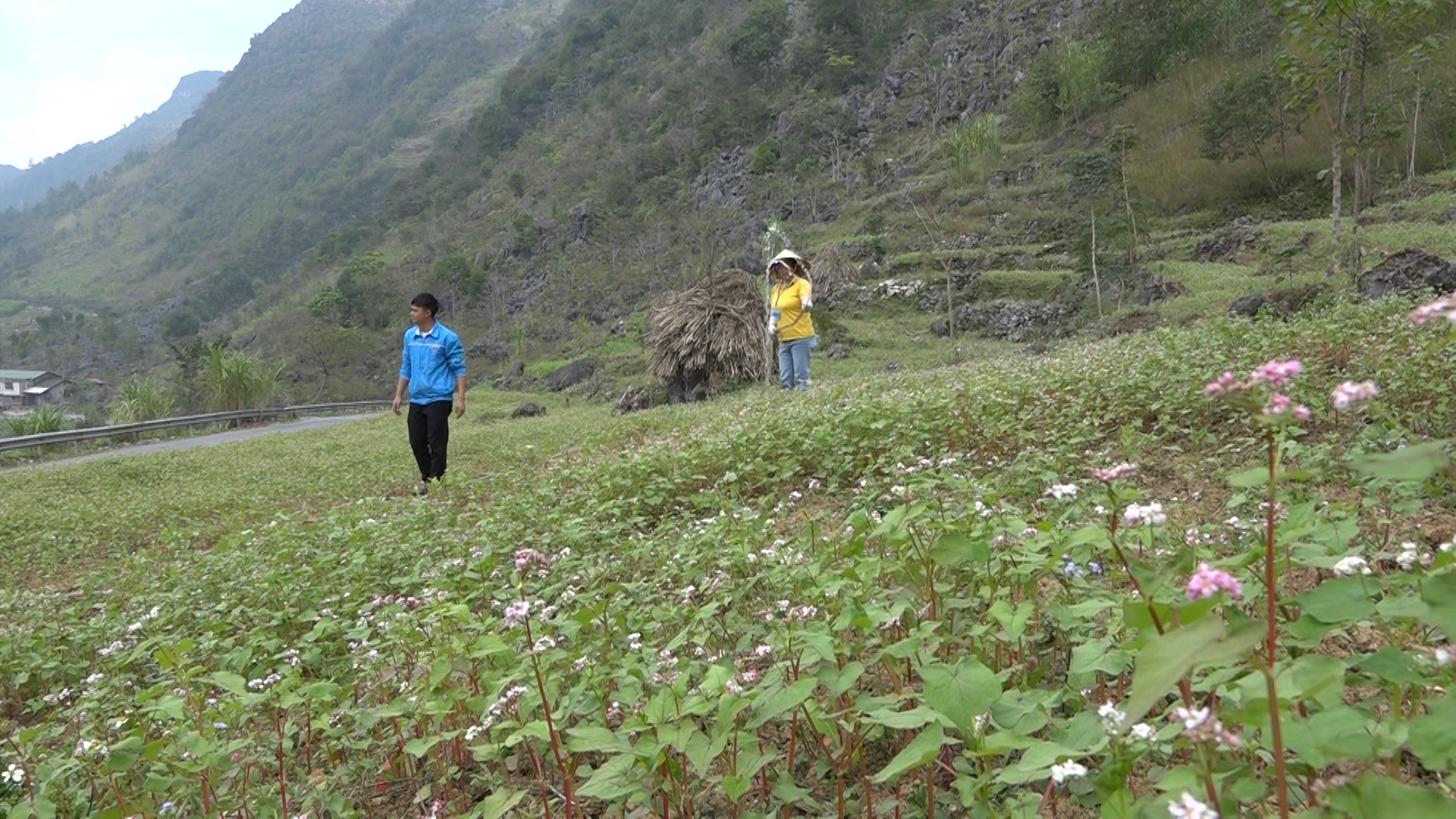 Đồng Văn tích cực chăm sóc cây Hoa Tam giác mạch